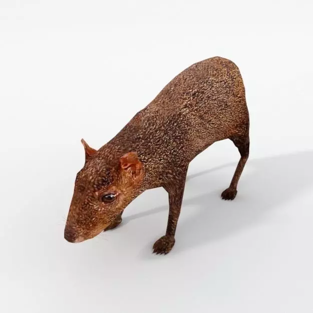 Dasyprocta punctata Low-poly 3D model_0