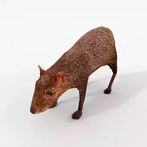 Dasyprocta punctata Low-poly 3D model