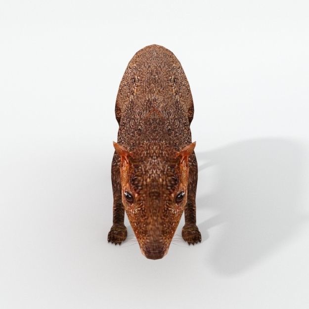 Dasyprocta punctata Low-poly 3D model_2