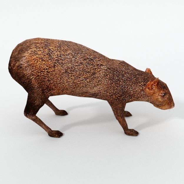 Dasyprocta punctata Low-poly 3D model_3