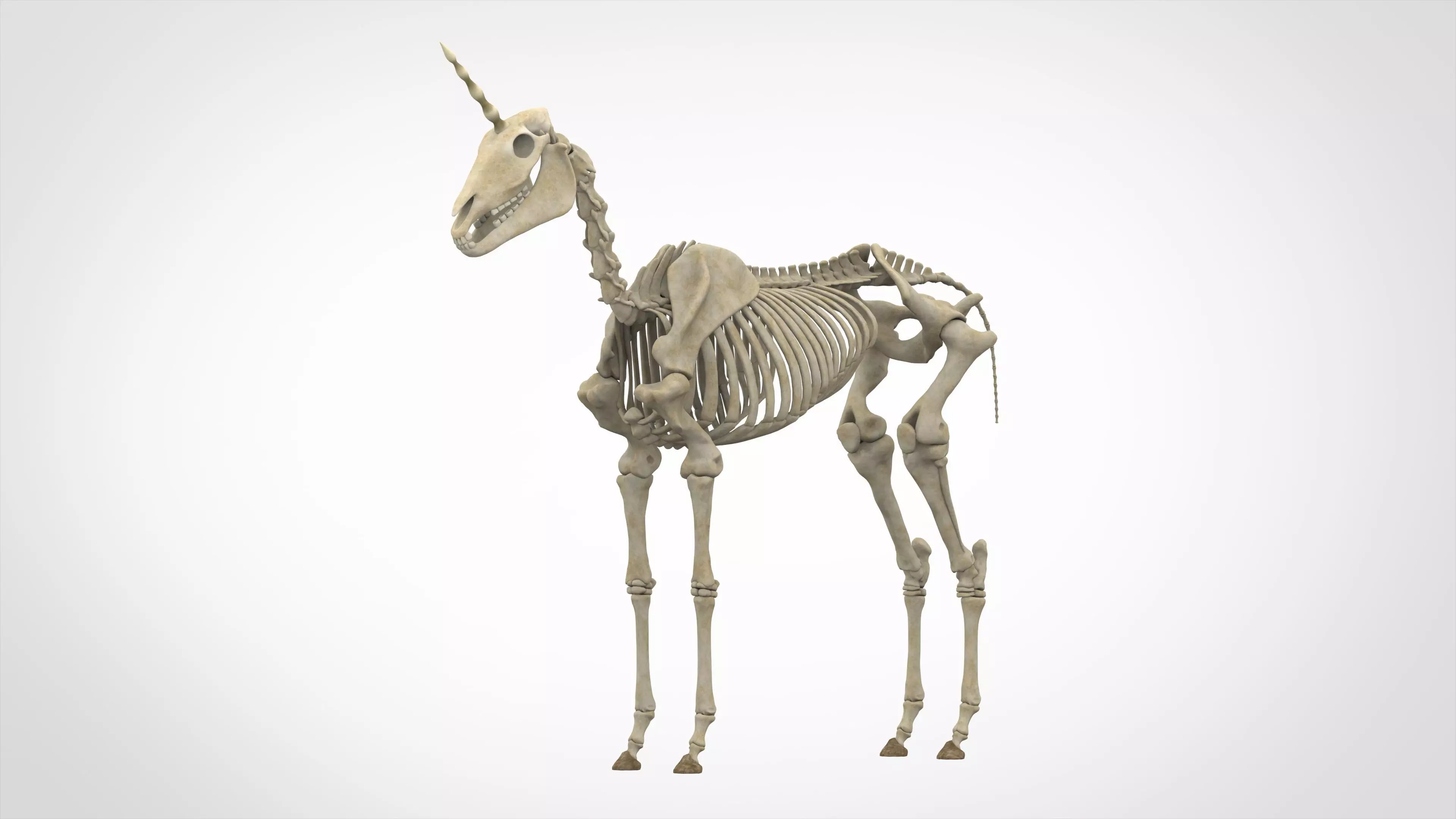 Unicorn Skeleton 3D model