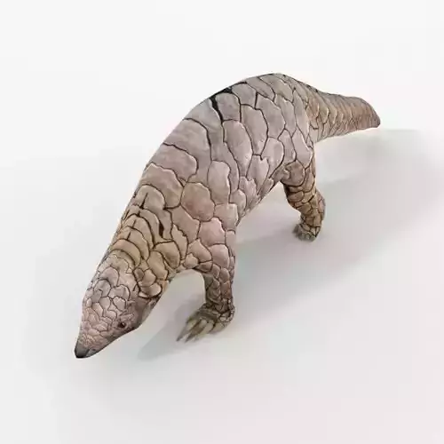 Pangolin