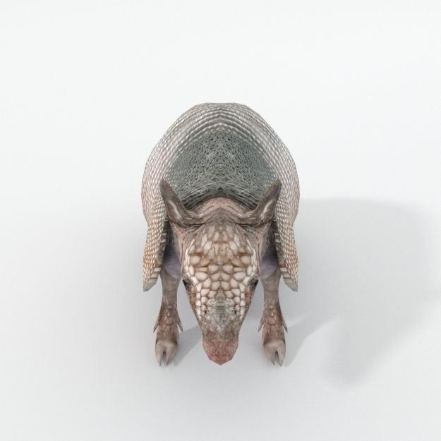 Armadillo Low-poly 3D model_2