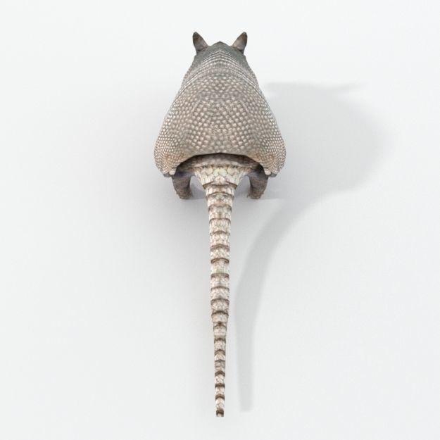 Armadillo Low-poly 3D model_1