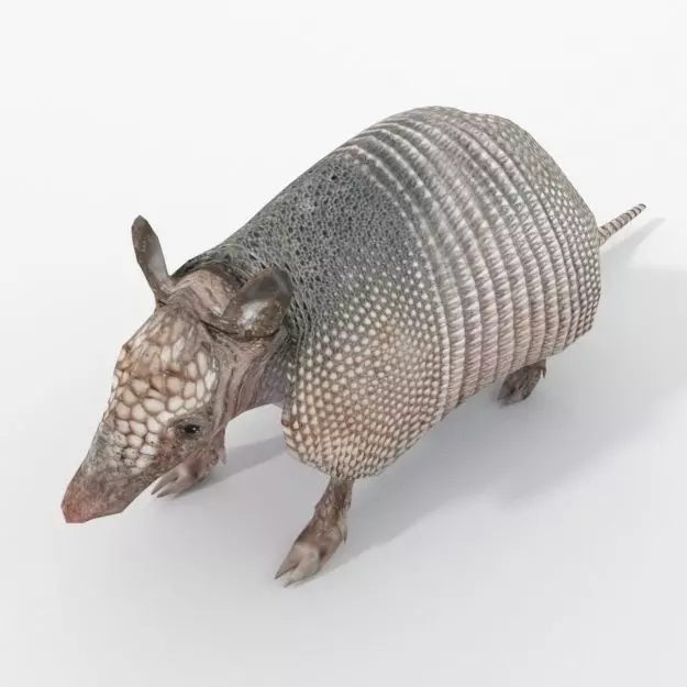 Armadillo Low-poly 3D model_0