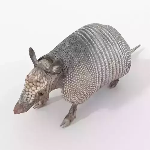 Armadillo Low-poly 3D model
