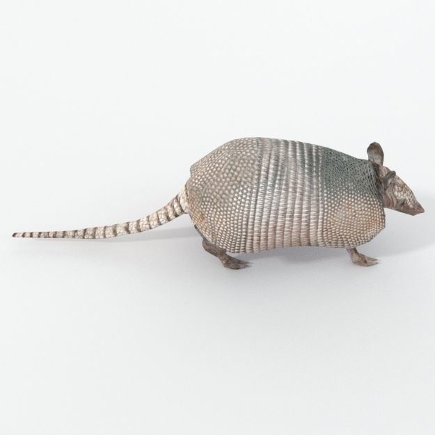 Armadillo Low-poly 3D model_3