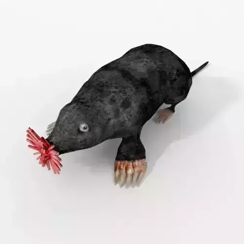 Star- Nosed Mole