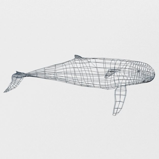 Irrawaddy Dolphin Low-poly 3D model_7