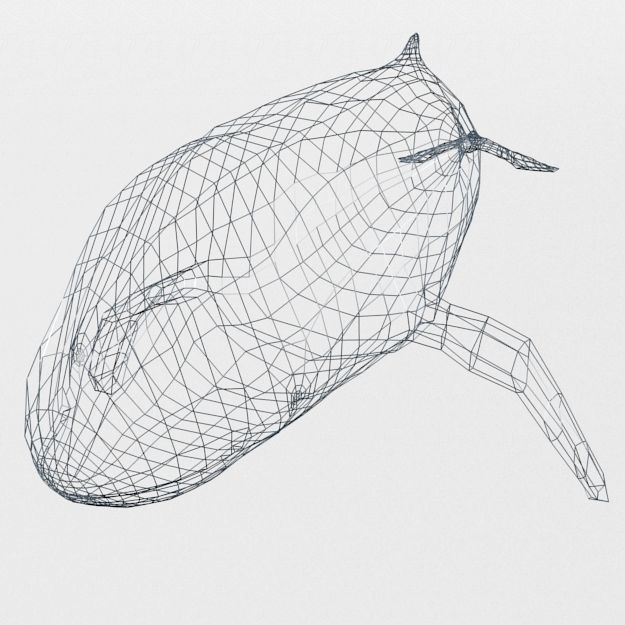 Irrawaddy Dolphin Low-poly 3D model_4