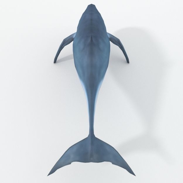 Irrawaddy Dolphin Low-poly 3D model_2