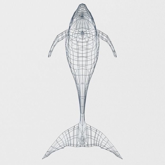 Irrawaddy Dolphin Low-poly 3D model_5