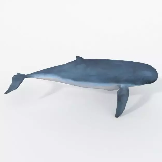 Irrawaddy Dolphin Low-poly 3D model_0