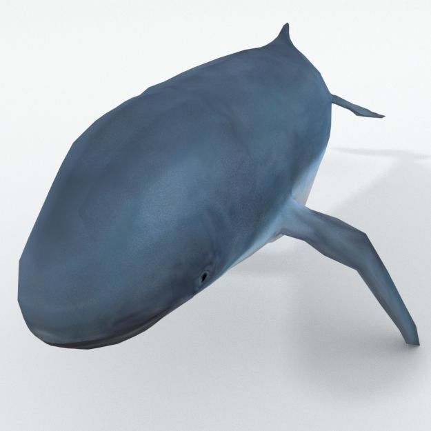Irrawaddy Dolphin Low-poly 3D model_1