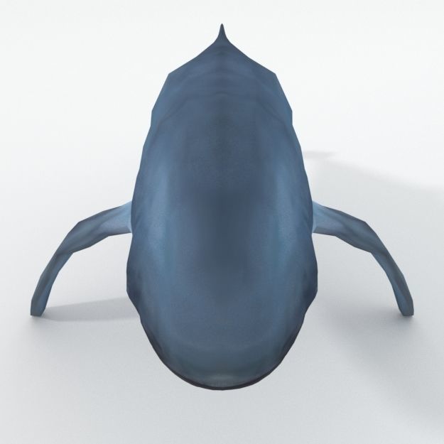 Irrawaddy Dolphin Low-poly 3D model_3
