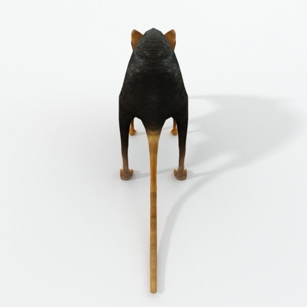 Shrew Elephant Low-poly 3D model_2