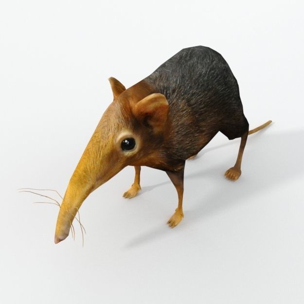 Shrew Elephant Low-poly 3D model_1