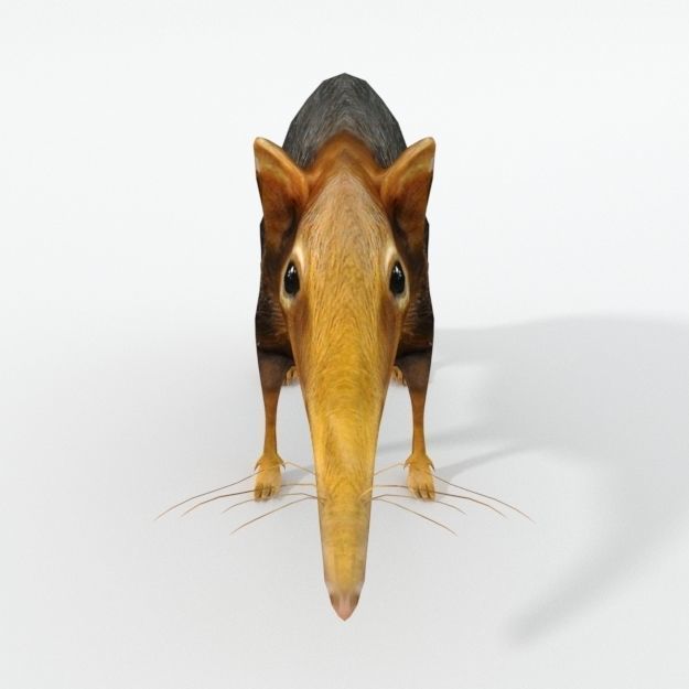 Shrew Elephant Low-poly 3D model_3