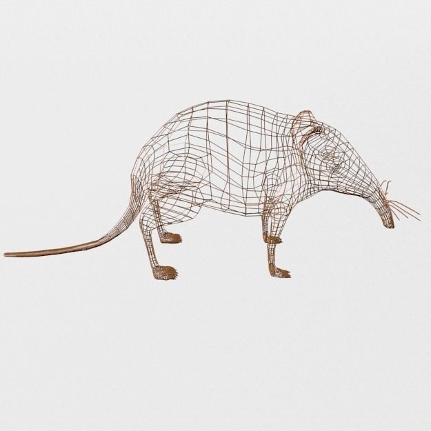 Shrew Elephant Low-poly 3D model_7
