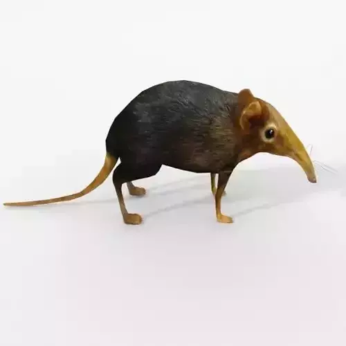 Shrew Elephant