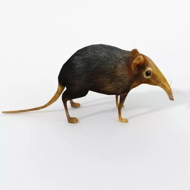 Shrew Elephant Low-poly 3D model_0