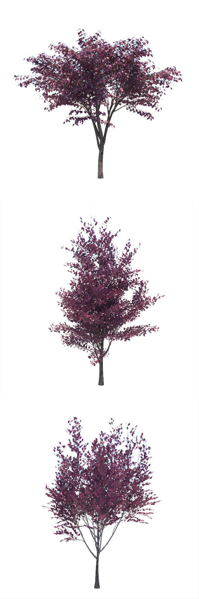 Prunus Cerasifera tree 3D model_1