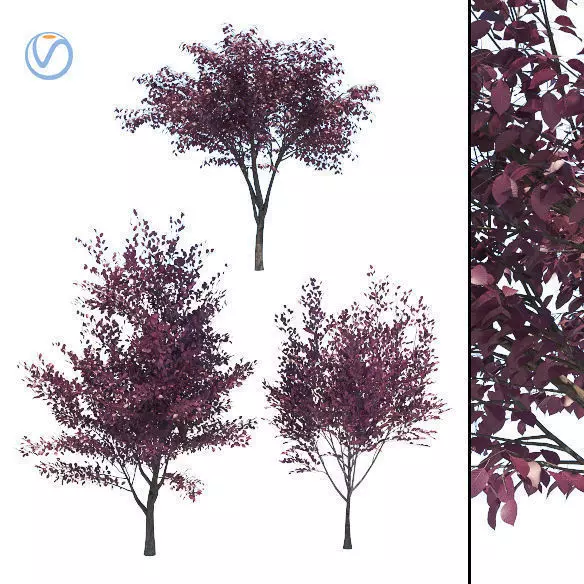 Prunus Cerasifera tree 3D model_0