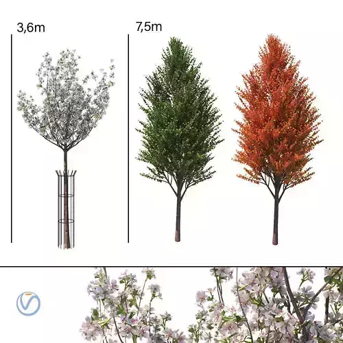 Pyrus communis beech hill tree