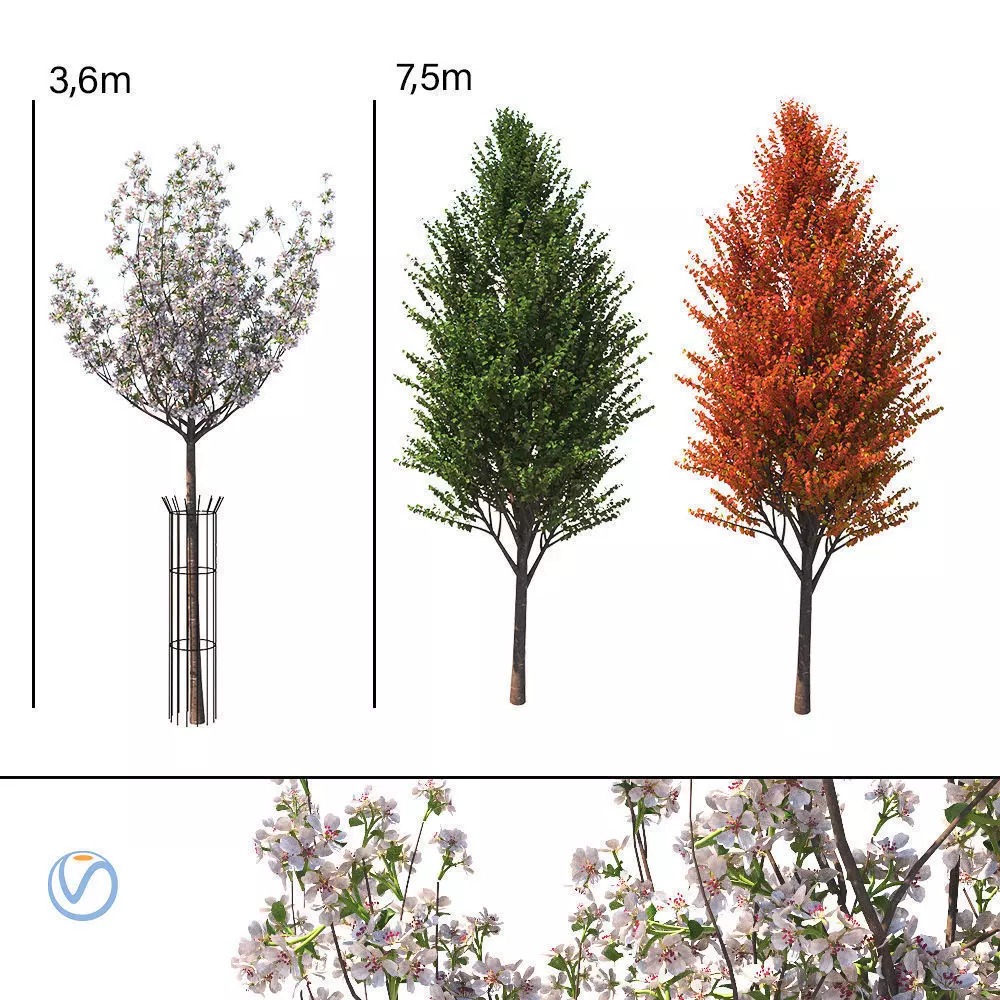 Pyrus communis beech hill tree 3D model_0