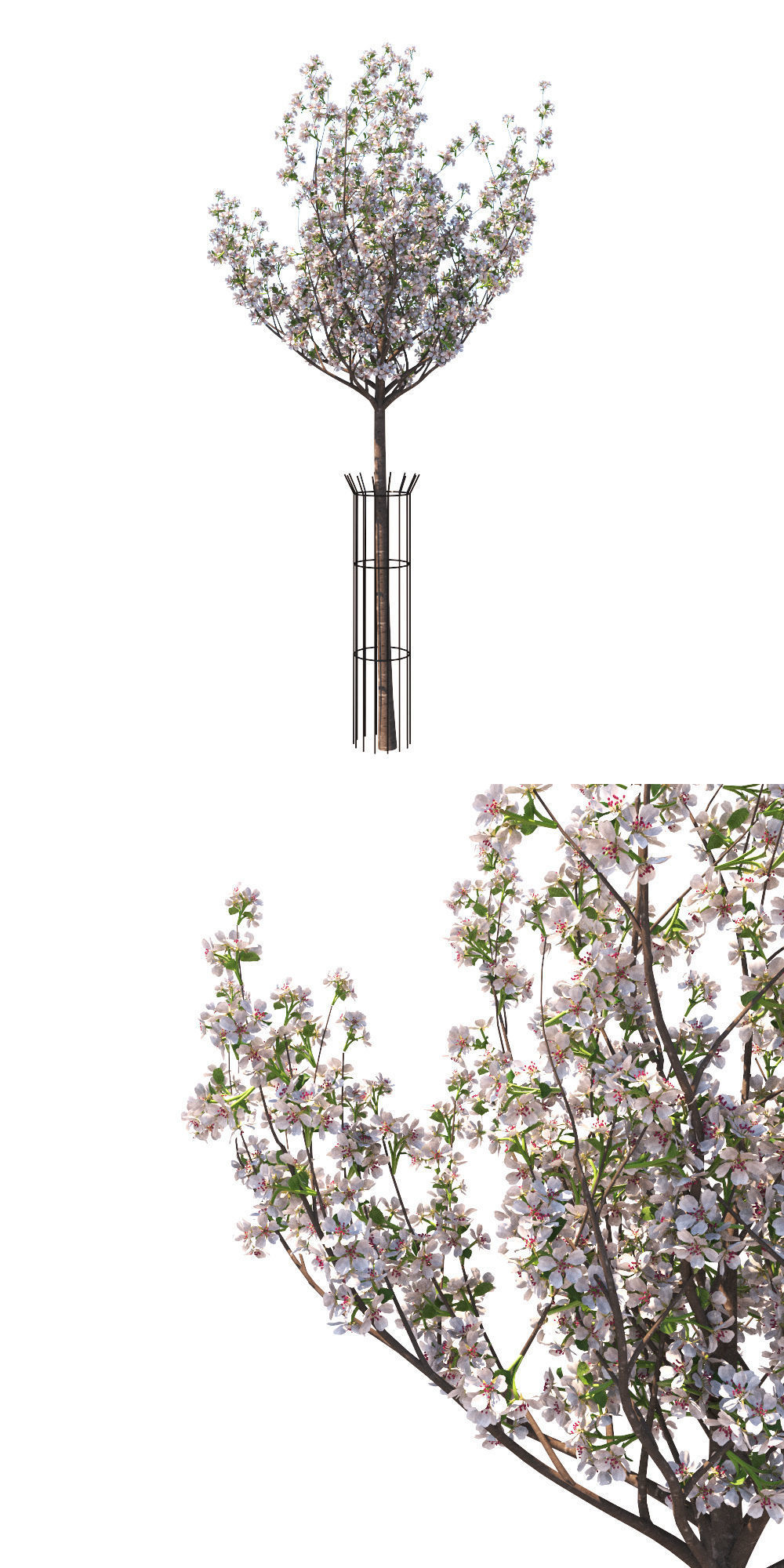 Pyrus communis beech hill tree 3D model_1