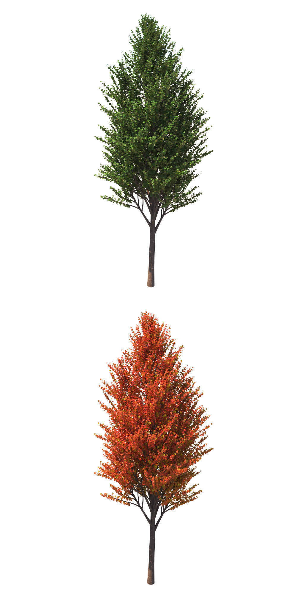 Pyrus communis beech hill tree 3D model_2