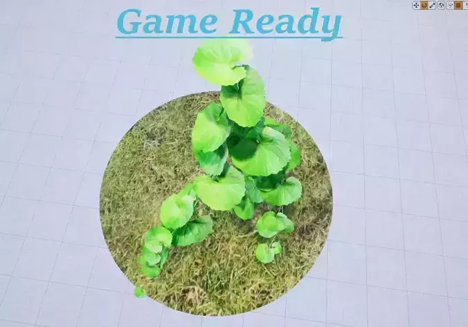 Brazilian Pennywort - hydrocotyle leucocephala