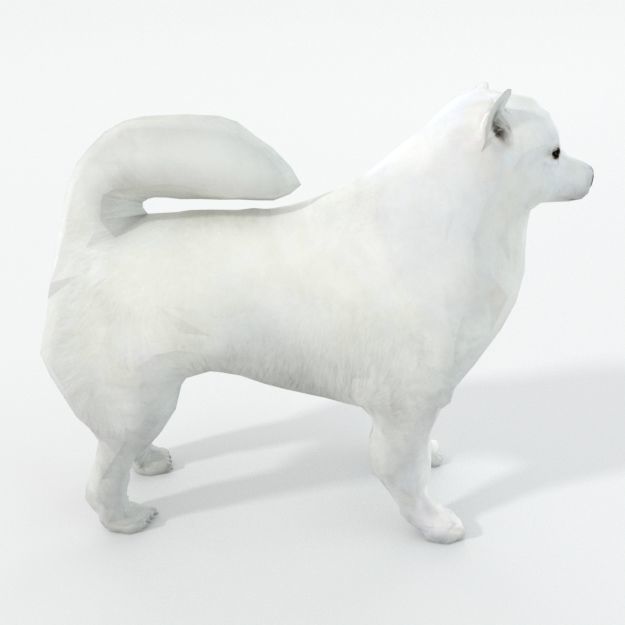 Samoyed White Low-poly 3D model_3