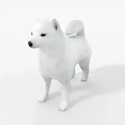 Samoyed White Low-poly 3D model