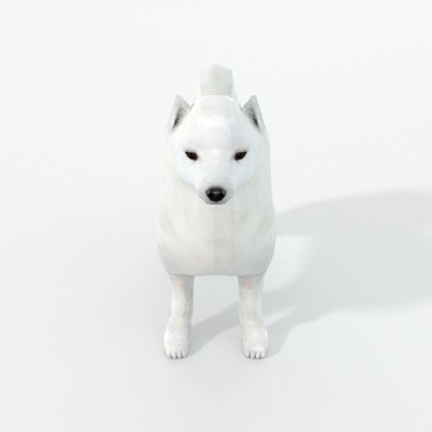 Samoyed White Low-poly 3D model_2