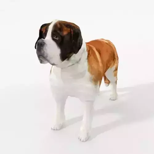 Saint Bernard Low-poly 3D model