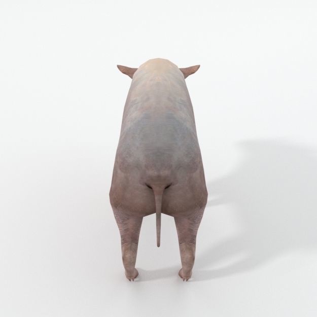 Babirusa warthog Low-poly 3D model_3