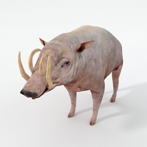 Babirusa warthog Low-poly 3D model_1
