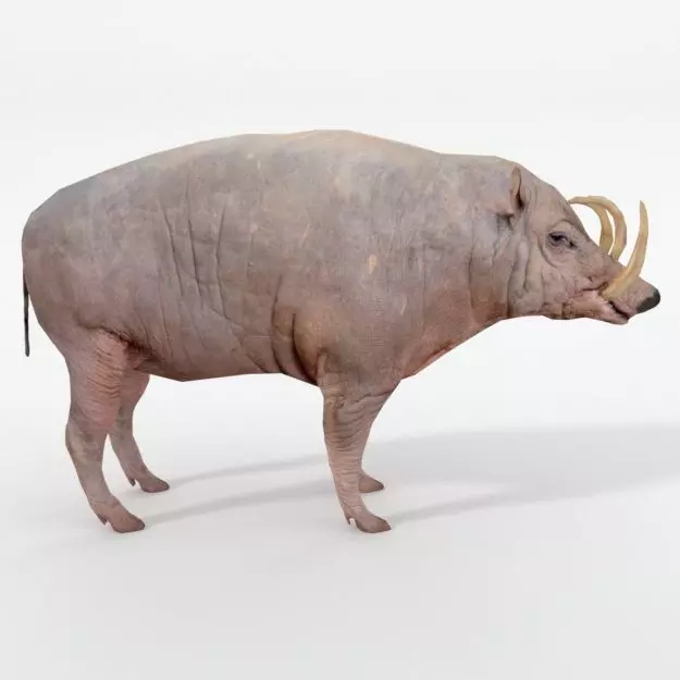 Babirusa warthog Low-poly 3D model_0