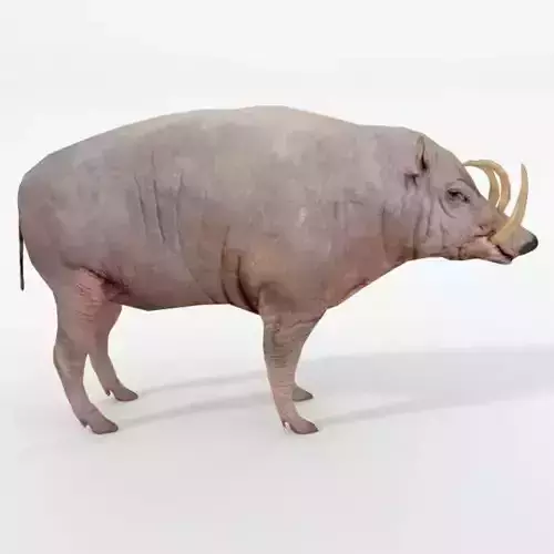 Babirusa warthog Low-poly 3D model