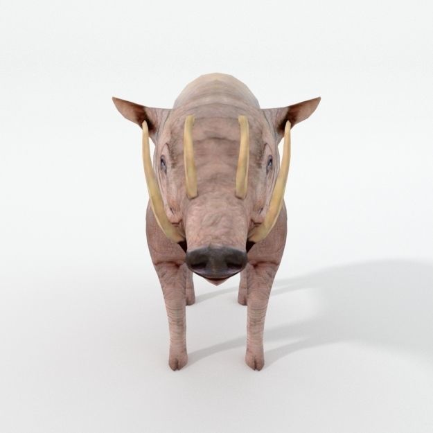Babirusa warthog Low-poly 3D model_2
