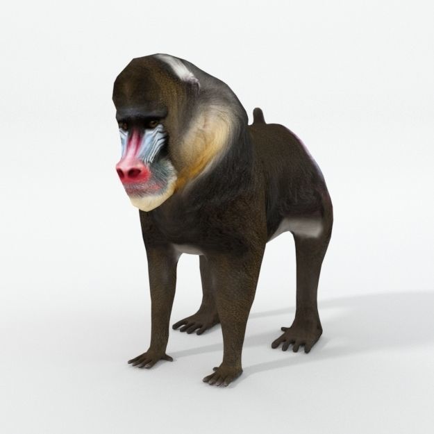Mandrill