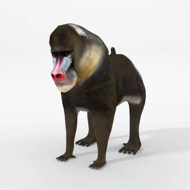 Mandrill rhinoceros Low-poly 3D model_0