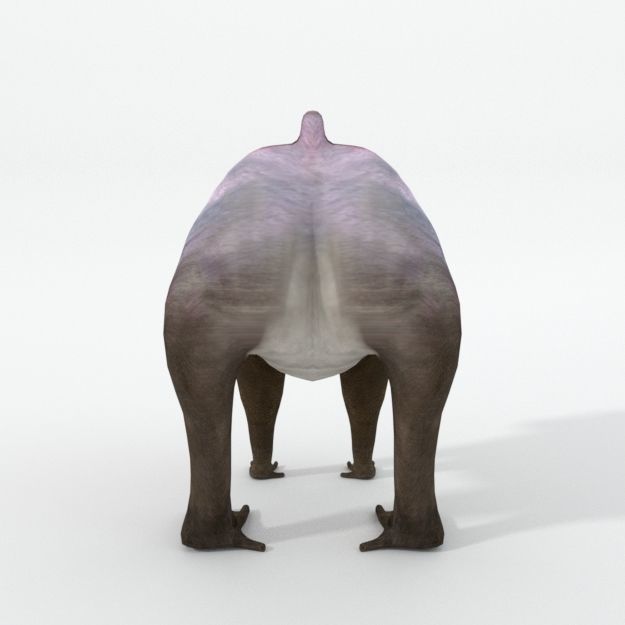 Mandrill rhinoceros Low-poly 3D model_1