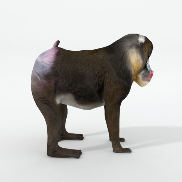 Mandrill rhinoceros Low-poly 3D model_3