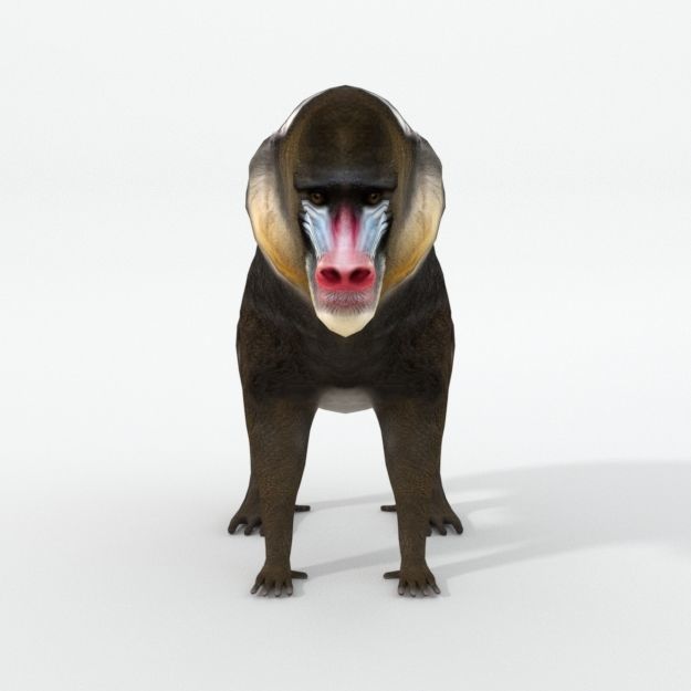 Mandrill rhinoceros Low-poly 3D model_2