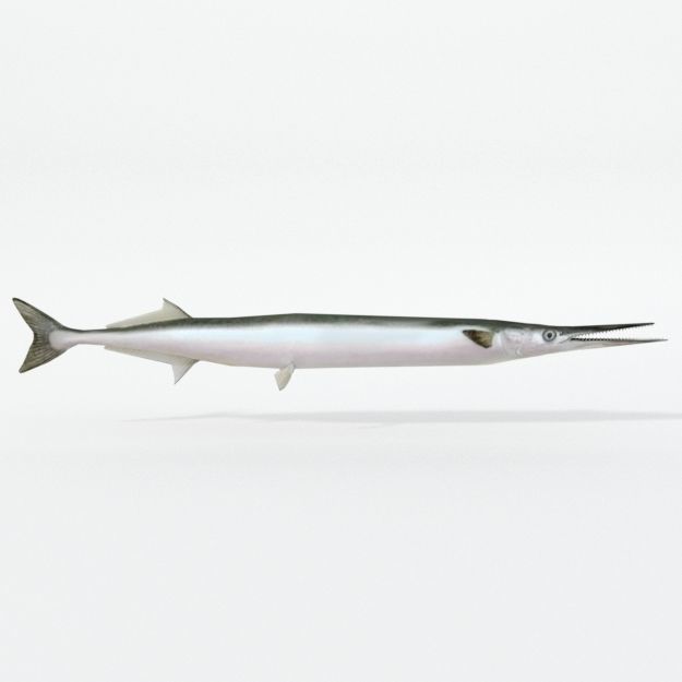 Needle Fish Low-poly 3D model_3
