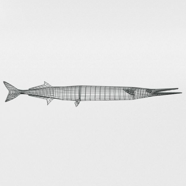 Needle Fish Low-poly 3D model_7