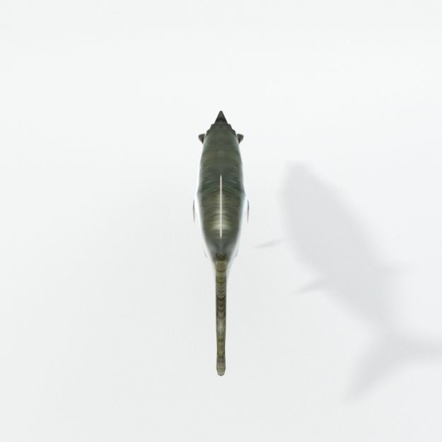 Needle Fish Low-poly 3D model_1