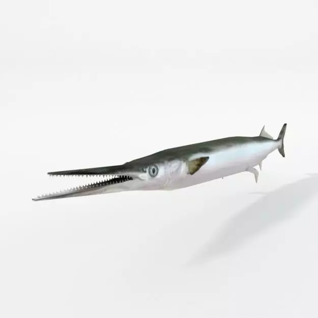 Needle Fish Low-poly 3D model_0